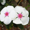 100 BRIGHT EYES PERIWINKLE Vinca Rosea Dwarf White & Pink Flower Seeds