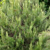Rosemary (Rosmarinus officinalis)