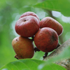 Fig 'Royal Vineyard' (Ficus carica)