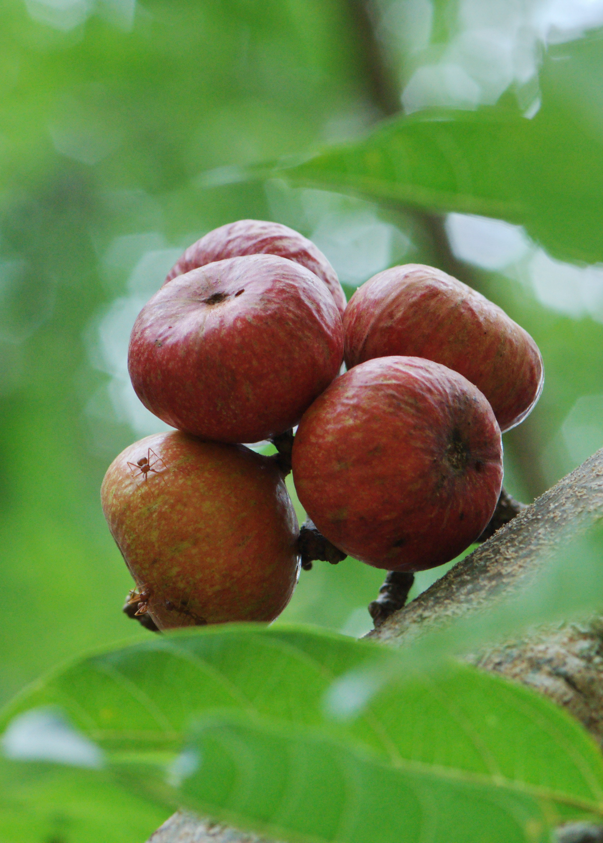 Fig 'Royal Vineyard' (Ficus carica) – The Plant Seed