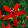 20 ROYAL RED CATCHFLY Hummingbird & Endangered Native Flower Silene Regia Seeds