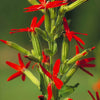 20 ROYAL RED CATCHFLY Hummingbird & Endangered Native Flower Silene Regia Seeds
