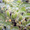100 RED LENTIL Lens Culinaris Vegetable Seeds