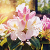 50 Rosebay RHODODENDRON Maximum White Pink Laurel Bush Shrub Flower Seeds
