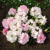 50 Rosebay RHODODENDRON Maximum White Pink Laurel Bush Shrub Flower Seeds