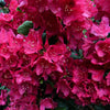 50 Rosebay RHODODENDRON Maximum White Pink Laurel Bush Shrub Flower Seeds