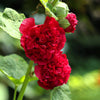 25 SCARLET DOUBLE Red HOLLYHOCK Alcea Rosea Flower Seeds Perennial