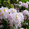 50 Rosebay RHODODENDRON Maximum White Pink Laurel Bush Shrub Flower Seeds