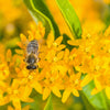 10 Bright YELLOW MILKWEED Butterfly Weed Asclepias Tuberosa Monarch Flower Seeds