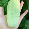50 WHITE WONDER CUCUMBER Fruit Cucumis Sativus Seeds