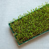 100 RED LENTIL Lens Culinaris Vegetable Seeds