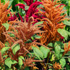 100 Pastel AUTUMNS TOUCH AMARANTHUS Cruentus Bronze Coral Apricot Flower Seeds