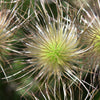 25 WHITE ANEMONE Pulsatilla Vulgaris PASQUE flower Seeds