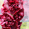 25 SCARLET DOUBLE Red HOLLYHOCK Alcea Rosea Flower Seeds Perennial