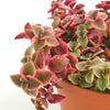 Crassula Pellucida Variegata 'Calico Kitten'