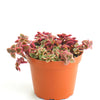Crassula Pellucida Variegata 'Calico Kitten'