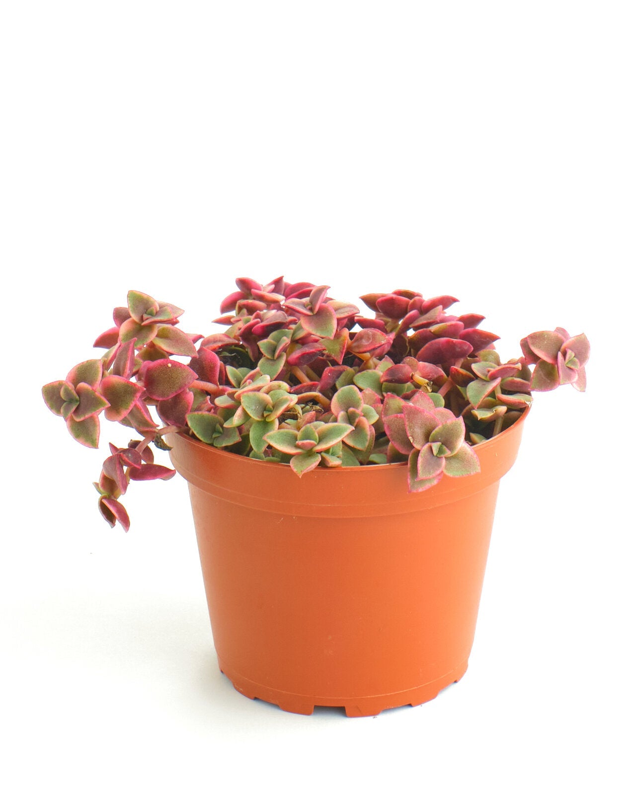 Crassula Pellucida Variegata 'Calico Kitten'