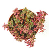 Crassula Pellucida Variegata 'Calico Kitten'
