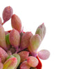 Othonna Capensis 'Ruby Necklace'