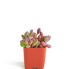 Othonna Capensis 'Ruby Necklace'