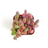 Othonna Capensis 'Ruby Necklace'