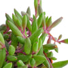 Othonna Capensis 'Ruby Necklace'