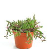 Othonna Capensis 'Ruby Necklace'