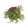 Othonna Capensis 'Ruby Necklace'