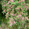 50 Tatarian Asian HONEYSUCKLE Lonicera Tatarica Pink Flower Shrub Bush Seeds