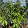 Avocado 'Russell' (Long Neck!) (Persia americana)