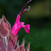 10 Organic California HUMMINGBIRD SAGE Salvia Spathacea Magenta Red Flower Herb Seeds