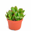 Crassula Ovata 'Jade'