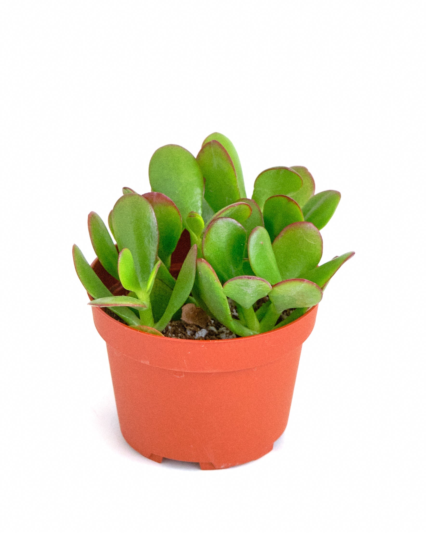 jade plant from seed Shop Succulents Jade Succulent Plant, Crassula Ovata Fully Rooted Live 4" Succulent Plant, Low Maintenance Indoor Plant, Hardy Succulents, Hard to