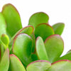 Crassula Ovata 'Jade'