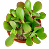 Crassula Ovata 'Jade'