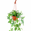 Pothos 'Cebu Blue'