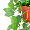 Pothos 'Cebu Blue'