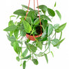 Pothos 'Cebu Blue'