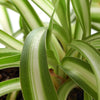 Chlorophytum comosum 'Spider Plant'