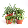 Trailing Succulents (Collection of Four)