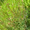 Salad Burnet (Sanguisorba minor)