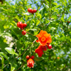 Pomegranate 'Salavatski' (Punica granatum)