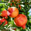 Pomegranate 'Salavatski' (Punica granatum)