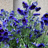 50 Organic KEW BLUE PAINTED TONGUE Salpiglossis Sinuata Velvet Trumpet Flower Seeds
