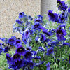 50 Organic KEW BLUE PAINTED TONGUE Salpiglossis Sinuata Velvet Trumpet Flower Seeds