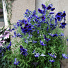 50 Organic KEW BLUE PAINTED TONGUE Salpiglossis Sinuata Velvet Trumpet Flower Seeds
