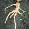 50 MAMMOTH Sandwich Island SALSIFY Tragopogon White Root Vegetable Oyster Flower Seeds