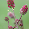 Salad Burnet (Sanguisorba minor)