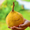 Santol (Sandoricum koetjape)