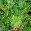 Saw Palmetto (Serenoa repens)